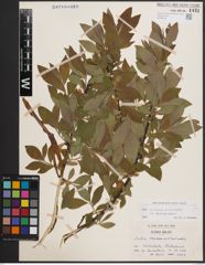 Foto von Salix cinerea L. x Salix viminalis L.
